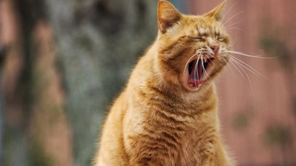 Londra, il killer dei gatti non è un uomo: l’incredibile scoperta sull’autore della strage di felini