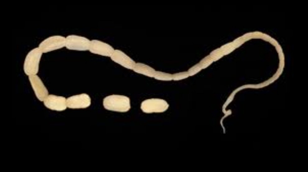 Nematode C.elegans, il verme che fiuta il tumore ai polmoni dal respiro umano