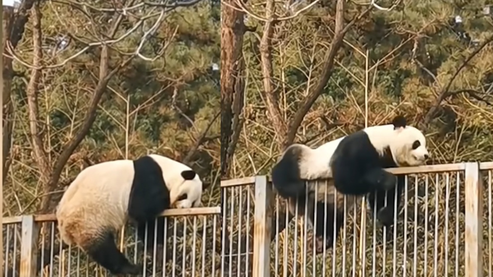 Panda scappa dallo zoo e poi ci ripensa: la fuga in diretta è adorabile – VIDEO