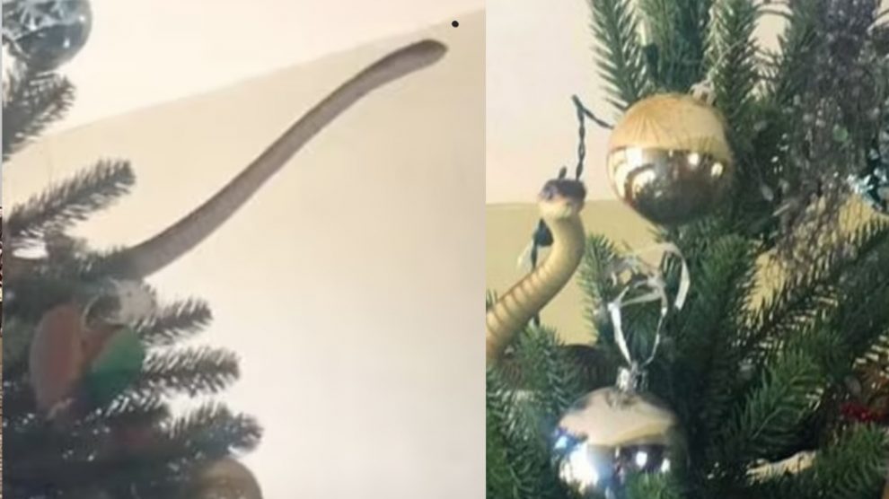 Serpente esce dall’albero di Natale: paura in famiglia – VIDEO